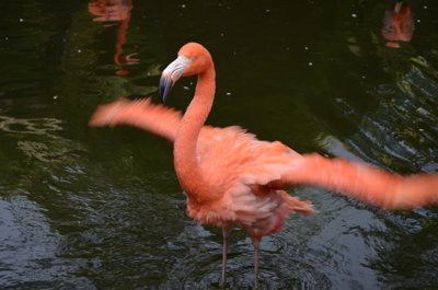 ./2014/Flamingo